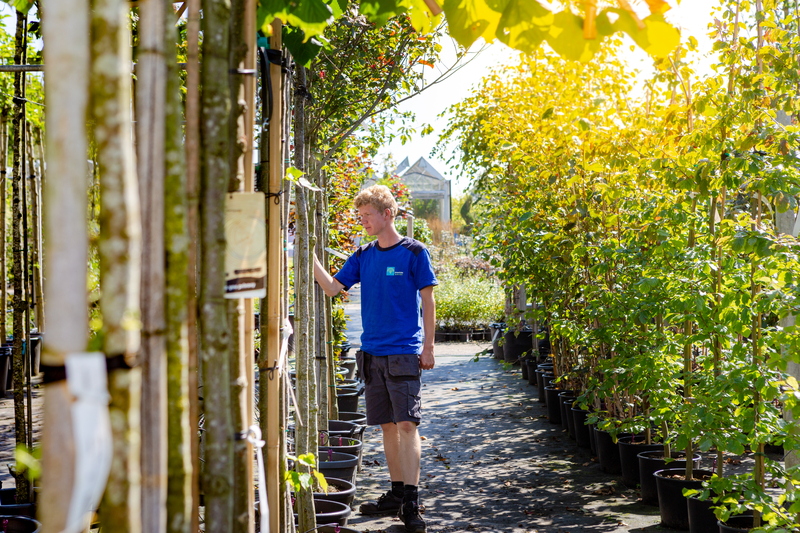 Tuincentrum groencentrum in Friesland met eigen vaste planten kwekerij Biologisch noord nederland
